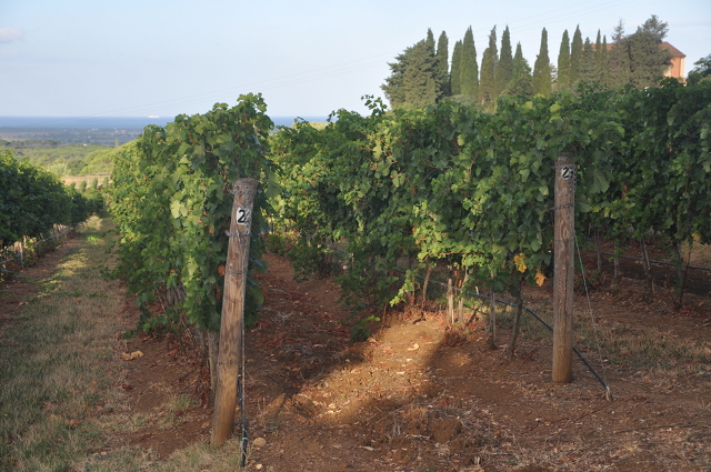 Tenuta di Biserno merlot