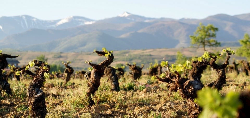 akilia-wines-bierzo