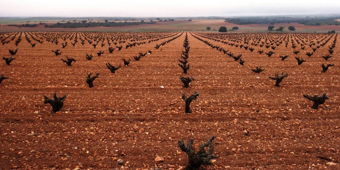 alpera-la-mancha-vingard