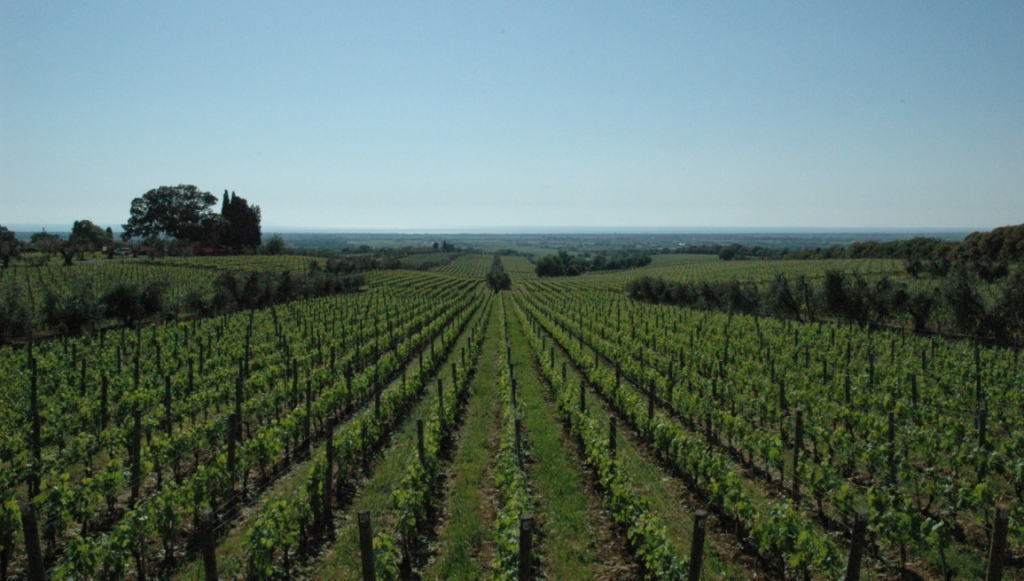 bolgheri-ornellaia