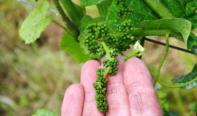 weingut-stefan-sander-outcome-peronospera.copy-vinbanken