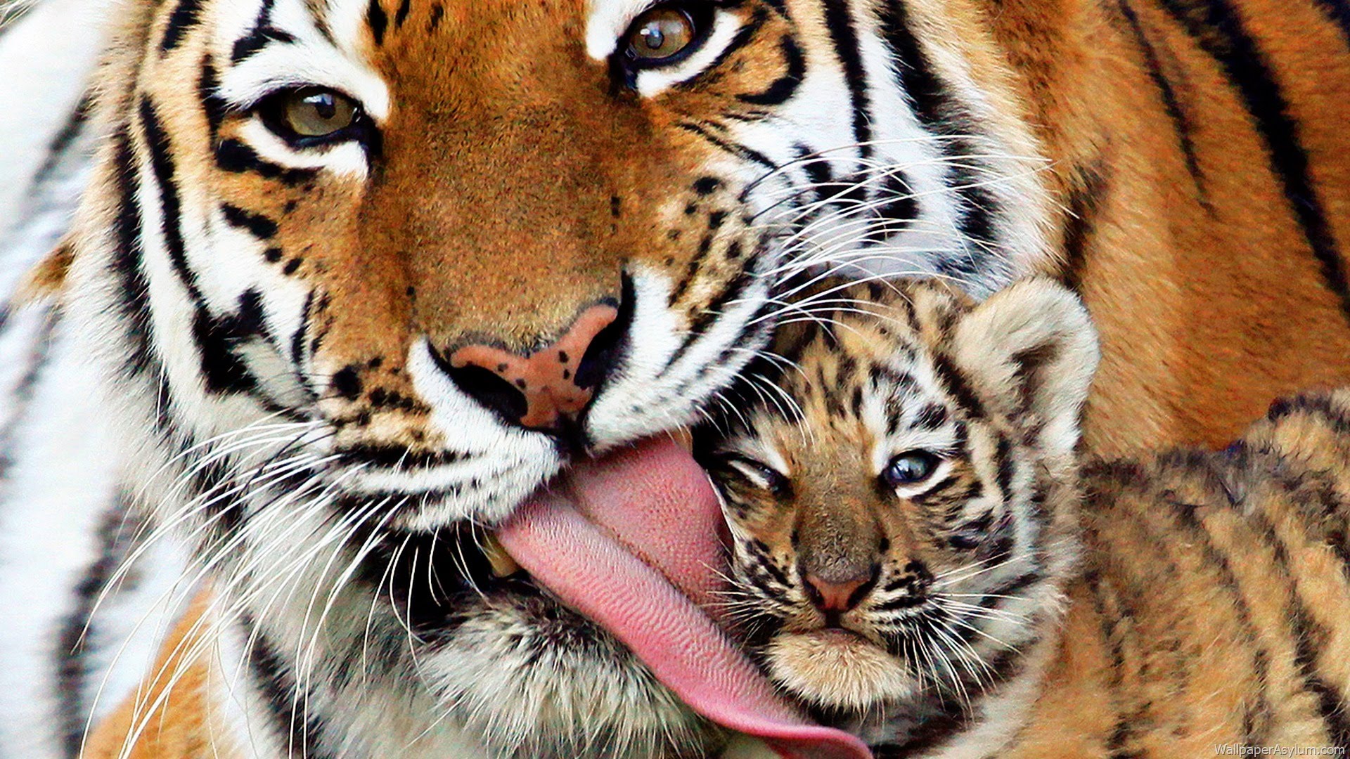God-jul-tiger-projekt-wwf