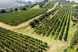 Pasqua - en vingård i Valpolicella, Italien