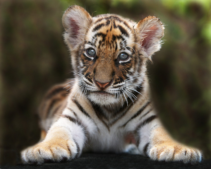 tiger-bli-fadder-wwf-tips-via-vinbanken
