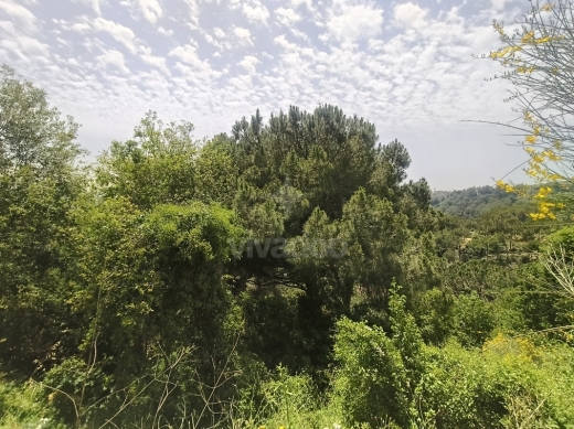 Land for Sale in Daroun — 3