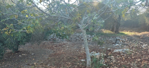 PREMIUM LAND/BATROUMINE, KOURA/بترومين/ Direct road access/ REF#YT140424 ! — 4