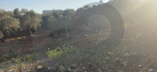 PREMIUM LAND/BATROUMINE, KOURA/بترومين/ Direct road access/ REF#YT140424 ! — 3