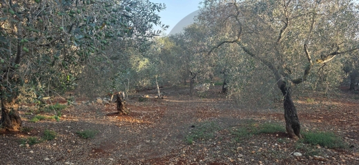 PREMIUM LAND/BATROUMINE, KOURA/بترومين/ Direct road access/ REF#YT140424 ! — 5
