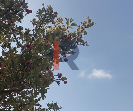 R9-3939 Land for Sale in Kfar Hay – Batroun, 2,026 m², Zoning 25/50, Olive Trees — 3