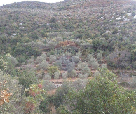R9-3939 Land for Sale in Kfar Hay – Batroun, 2,026 m², Zoning 25/50, Olive Treesأرض للبيع في كفر حي – البترون، 2,026 م²، تصنيف 25/50، مزروعة بالزيتون