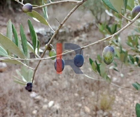 R9-3939 Land for Sale in Kfar Hay – Batroun, 2,026 m², Zoning 25/50, Olive Trees — 2
