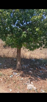 Land for sale in Deddeh, Koura