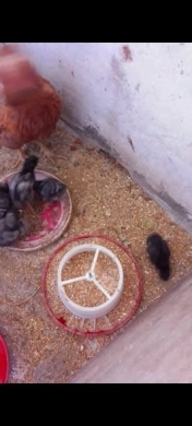 American Rhode Island Red Hen and Chicks — 5