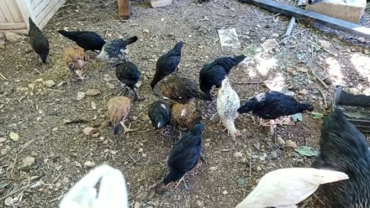 American Rhode Island Red Hen and Chicks — 3