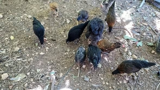 American Rhode Island Red Hen and Chicks