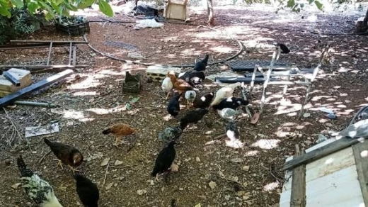 American Rhode Island Red Hen and Chicks — 4