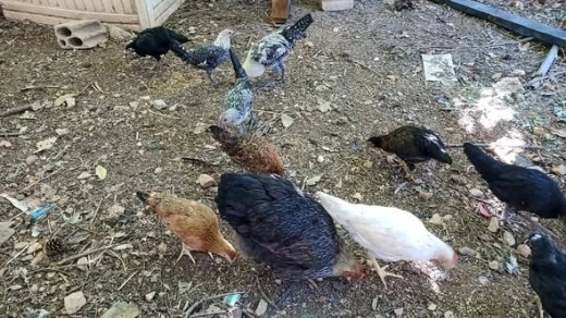 American Rhode Island Red Hen and Chicks — 2