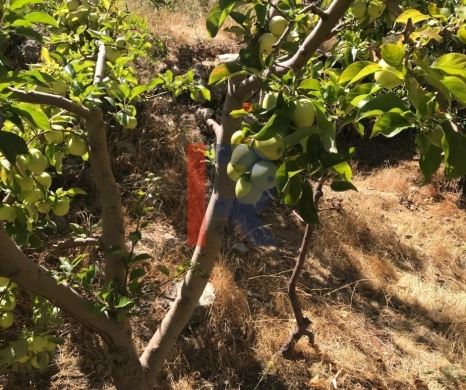 R9-3950 Land for Sale in Ehden, Zoning 20/40, Apple Trees, Sea & Mountain View — 3