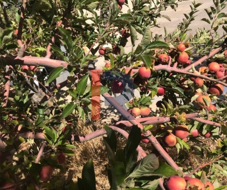 R9-3950 Land for Sale in Ehden, Zoning 20/40, Apple Trees, Sea & Mountain View — 2