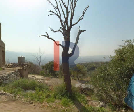 R9-3981 Agricultural Land for Sale in Harf Ardeh Awfar | 12,000 m² with 250 Olive Trees — 2