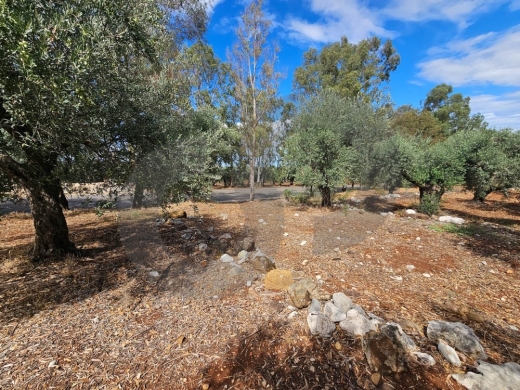 Prime Land/plot of olive trees/ rectangular layout/mountain view/ZGHARTA/زغرتا /REF… — 3