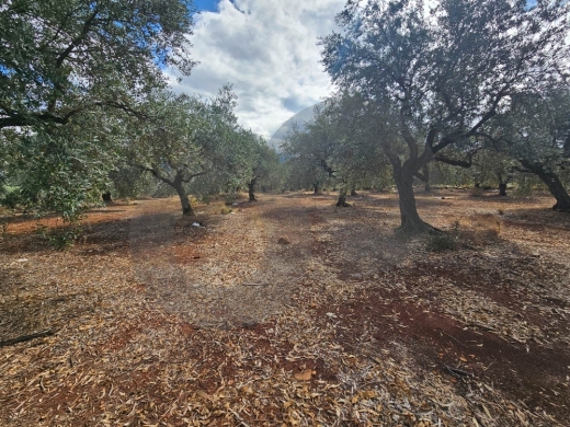 Prime Land/plot of olive trees/ rectangular layout/mountain view/ZGHARTA/زغرتا /REF… — 2