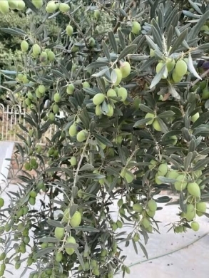 Original Olive Oil — 2