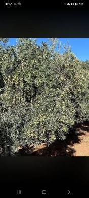 Original Olive Oil