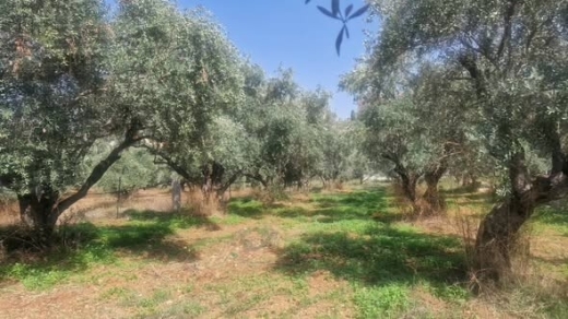 1,000 sqm Land with Olive Trees in Barkayel — 3