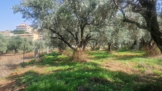 1,000 sqm Land with Olive Trees in Barkayel