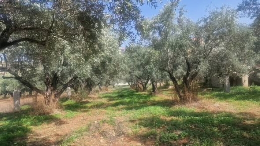 1,000 sqm Land with Olive Trees in Barkayel — 2