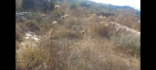 أرض للبيع في بطلون الشوف بمساحة 1501 م² | Prime Land for Sale in Btalloun Chouf 1501 sqm — 5