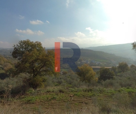 R9-4013 Agricultural Land for Sale in Charbila Akkar | 2,980 m² with Olive Trees & Barbecue Area