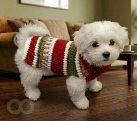 كنزة صوفية يدوية للأكلاب بتصميم مقلم احتفالي | Handmade Striped Crochet Dog Sweater