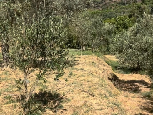 4,550 SQM Land For Sale in Aghmeed, Aley — 3