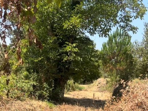 4,550 SQM Land For Sale in Aghmeed, Aley — 9