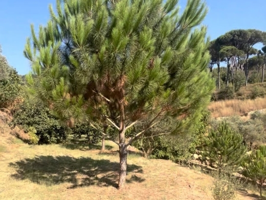 4,550 SQM Land For Sale in Aghmeed, Aley — 5