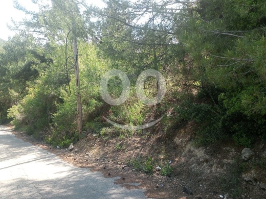 أرض صنوبر للبيع في عساف ٩٧٠٠م | Pine Land for Sale in Assaf 9700m — 2