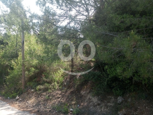 Lands for sale in Batroun - أرض صنوبر للبيع في عساف ٩٧٠٠م | Pine Land for Sale in Assaf 9700m