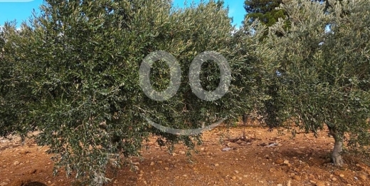 اراضي للبيع في نخله - أرض سكنية 358م للبيع في النخلة الكورة | 358sqm Residential Land for Sale Nakhleh, Koura