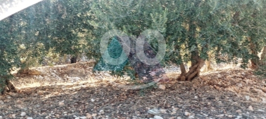 Lands for sale in Batroun - Prime 2235 m2 land 4 sale in Kfarsaroun - Koura - أرض للبيع في الكورةTR32L24