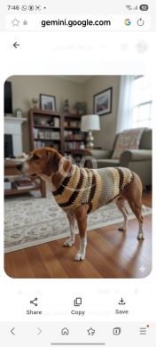 Vêtements, chaussures et accessoires dans Halate - ملابس حيوانات أليفة كروشيه يدوية فاخرة مقاس متوسط | Premium Handmade Crochet Pet Outfits Medium Size