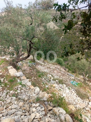 Land for Sale Bejjeh Jbeil Area 1485Sqm — 4