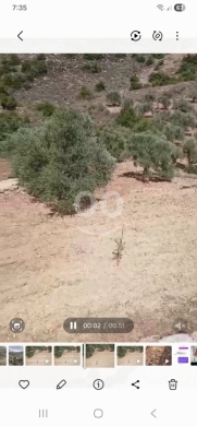 أرض زراعية مميزة مغروسة بأشجار الزيتون للبيع | Premium Agricultural Olive Land for Sale — 2