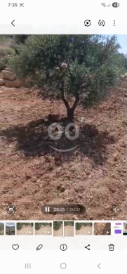 Lands for sale in Kfeir - عقار زيتون مميز للبيع