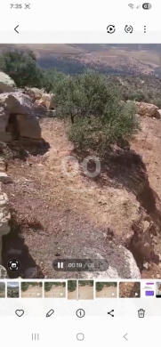 أرض زراعية مميزة مغروسة بأشجار الزيتون للبيع | Premium Agricultural Olive Land for Sale — 5
