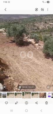أرض زراعية مميزة مغروسة بأشجار الزيتون للبيع | Premium Agricultural Olive Land for Sale — 4