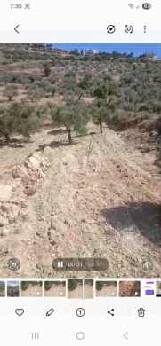أرض زراعية مميزة مغروسة بأشجار الزيتون للبيع | Premium Agricultural Olive Land for Sale — 3