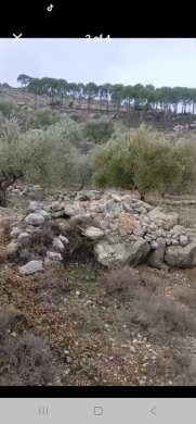 أرض زيتون مثمرة للبيع في الكفير مساحة 2800 م | Olive Land for Sale in Kfeir Hasbaya, 2,80… — 2