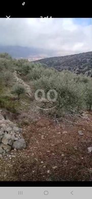 أرض زيتون مثمرة للبيع في الكفير مساحة 2800 م | Olive Land for Sale in Kfeir Hasbaya, 2,80… — 3
